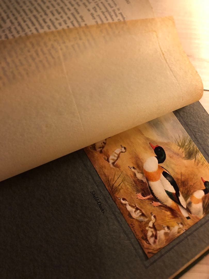 100年前の古書　希少　1923年　Birds and their young
