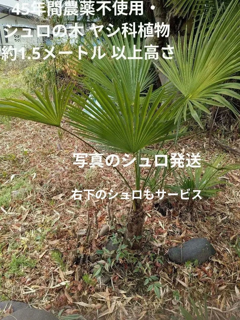 45年間農薬不使用・シュロの木 ヤシ科植物 約1、5メートル 以上高さ