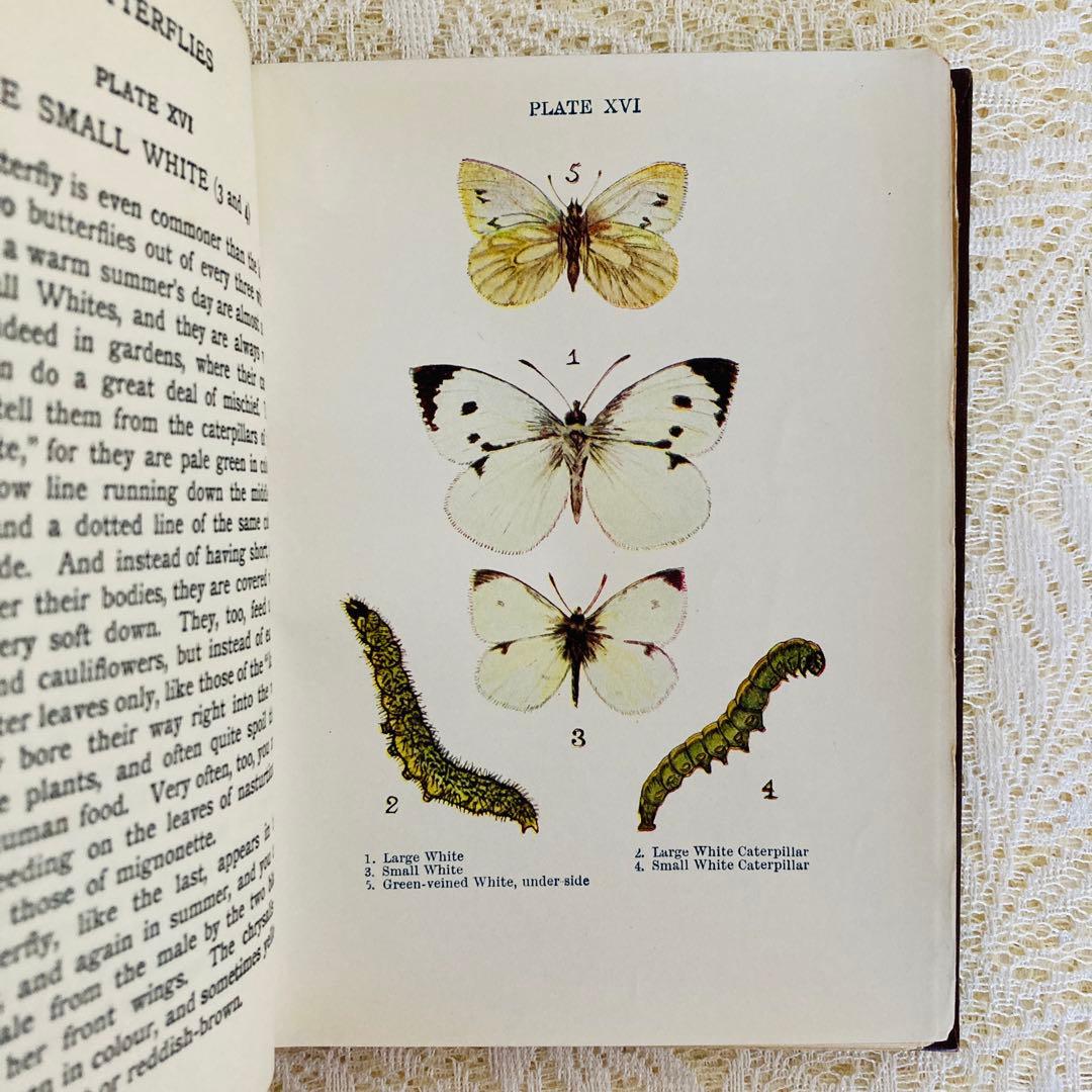 洋書　古書　イギリスの蝶と蛾の図鑑　優雅なカラー図版と趣のある美しい装丁♡