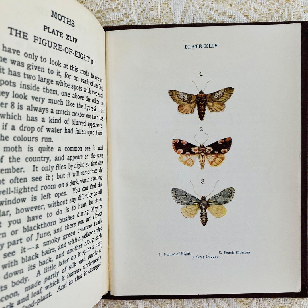 洋書　古書　イギリスの蝶と蛾の図鑑　優雅なカラー図版と趣のある美しい装丁♡