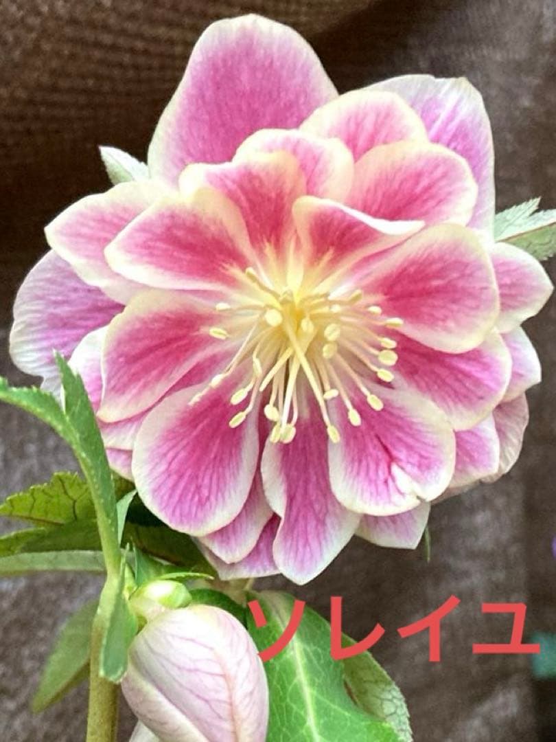 クリスマスローズ開花株 広瀬園芸　ソレイユ