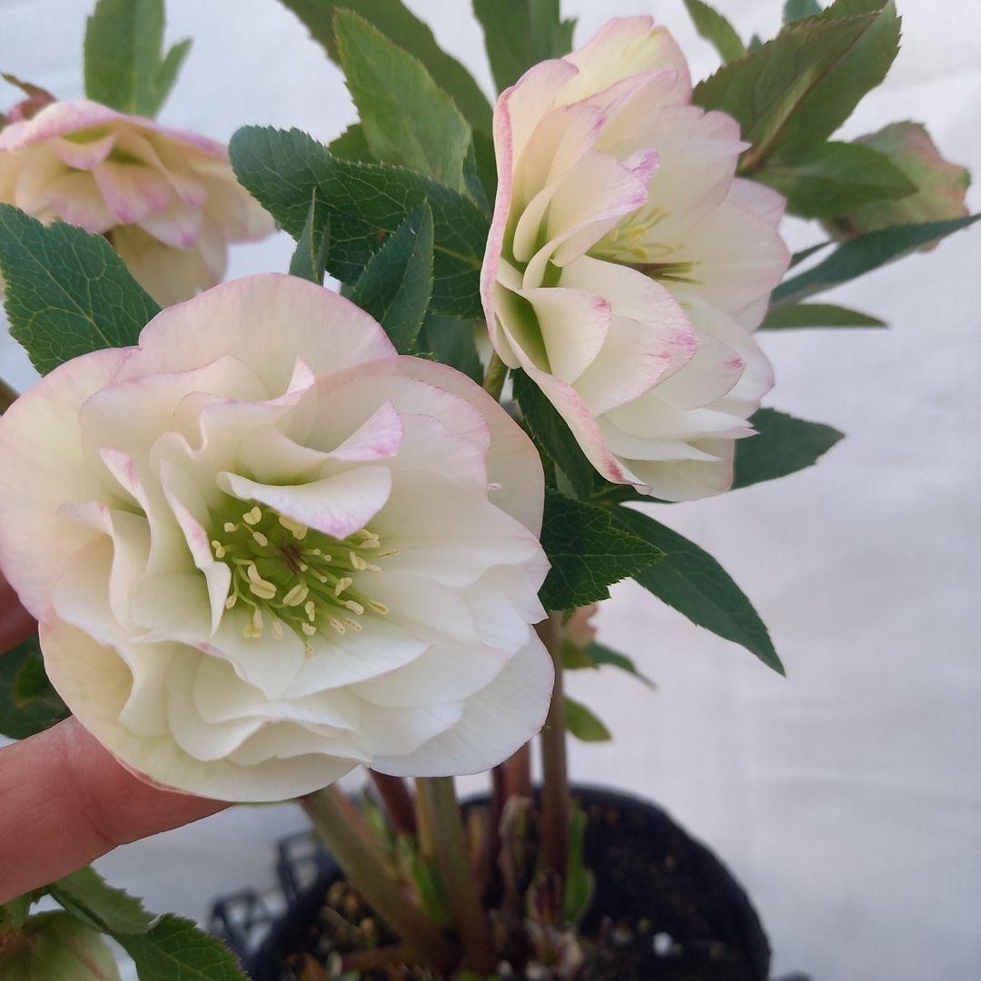 専用、火曜日まで！清楚な花色♪クリスマスローズ、大苗、開花株