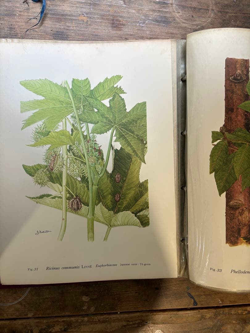 日本の薬用植物 彩色写真図鑑